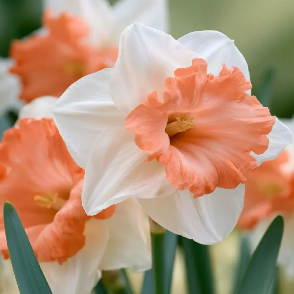 Narcisă Accent (piersică)