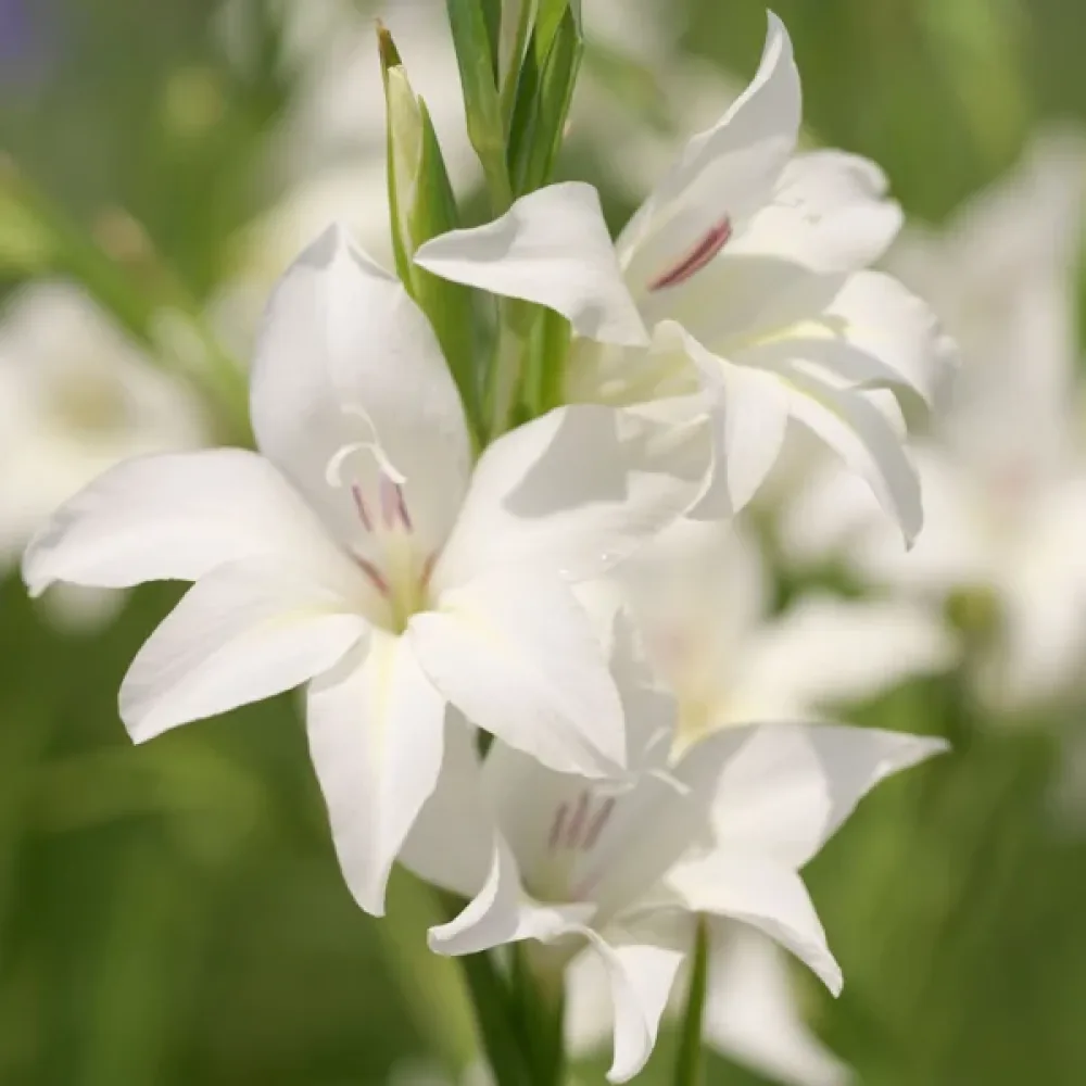 Gladiolă Albus (albă)