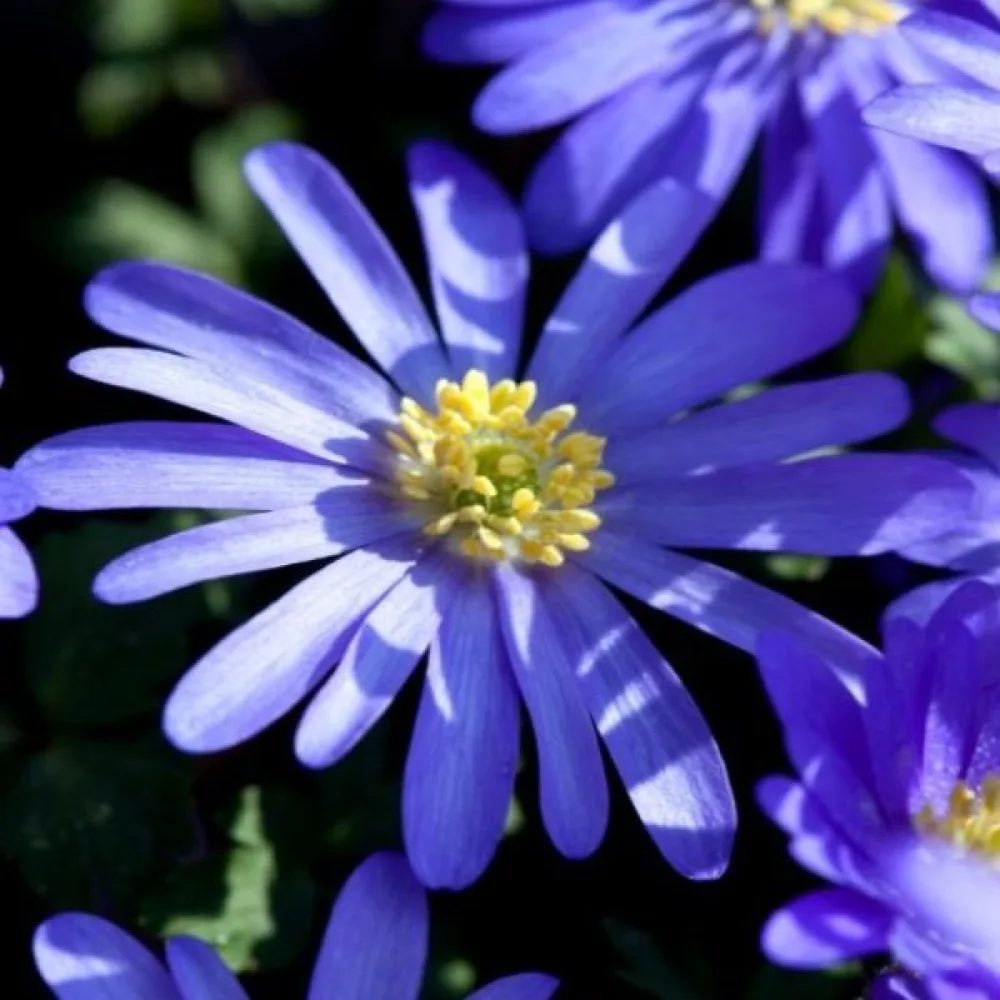 Anemonă Blue shades blanda (albastră)