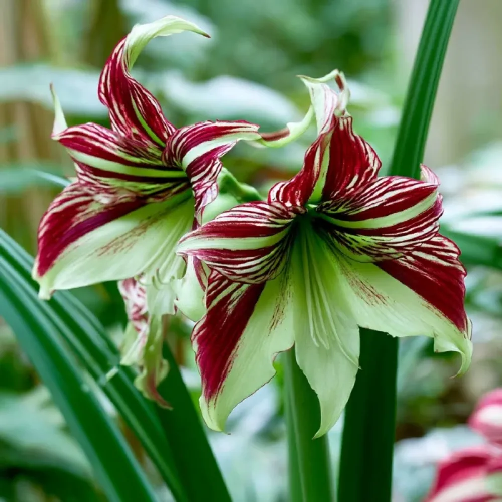 Amarilis Papillio (multicolor)