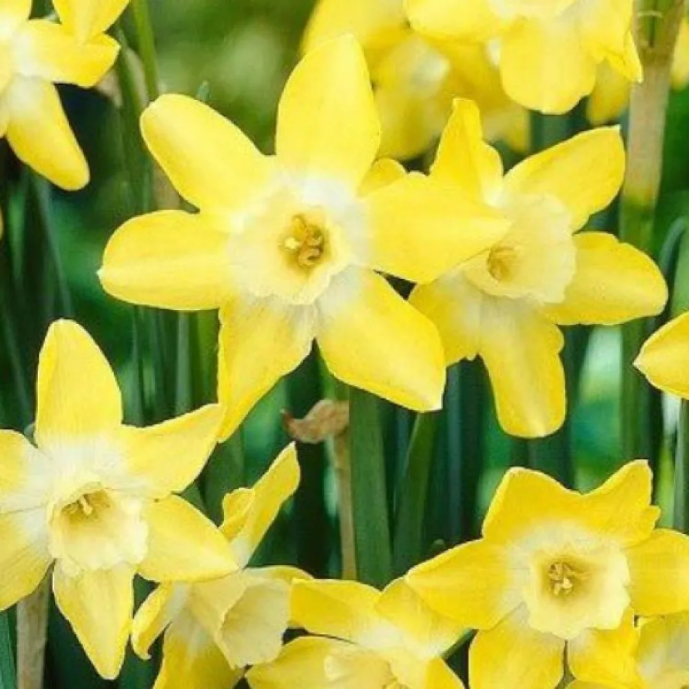 Narcisă Verdin (strălucitoare)