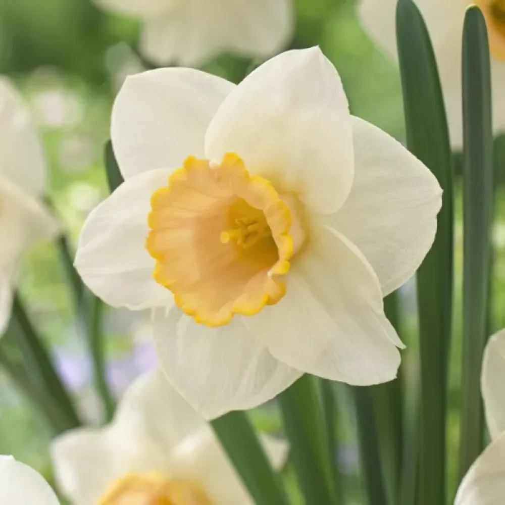 Narcisă Salome (roz)