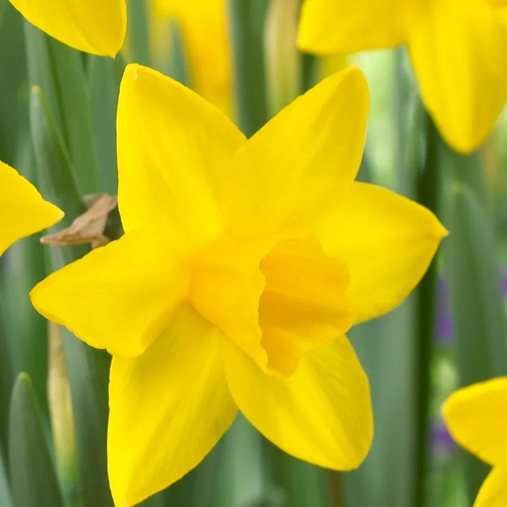 Narcisă Sweetness (crem)