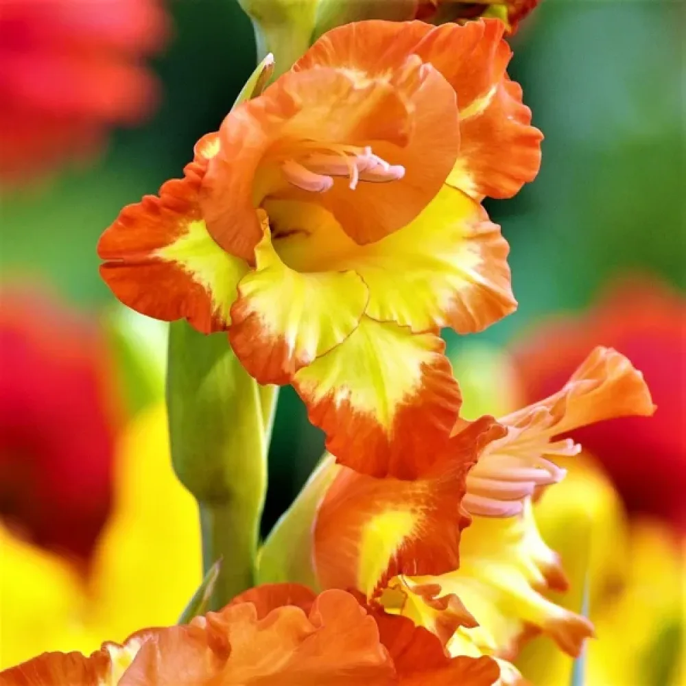 Gladiolă Las Vegas