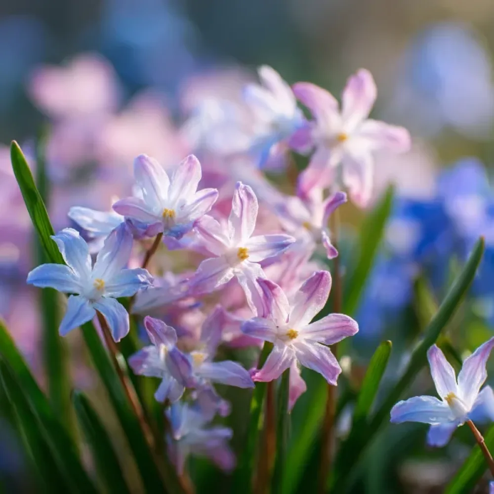 Chionodoxa Rosea (roz)