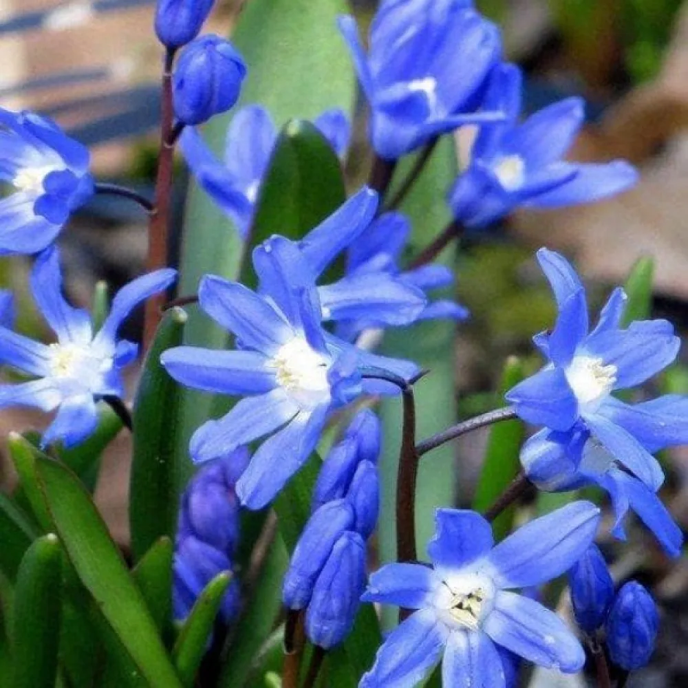 Chionodoxa Sardensis (albastră)