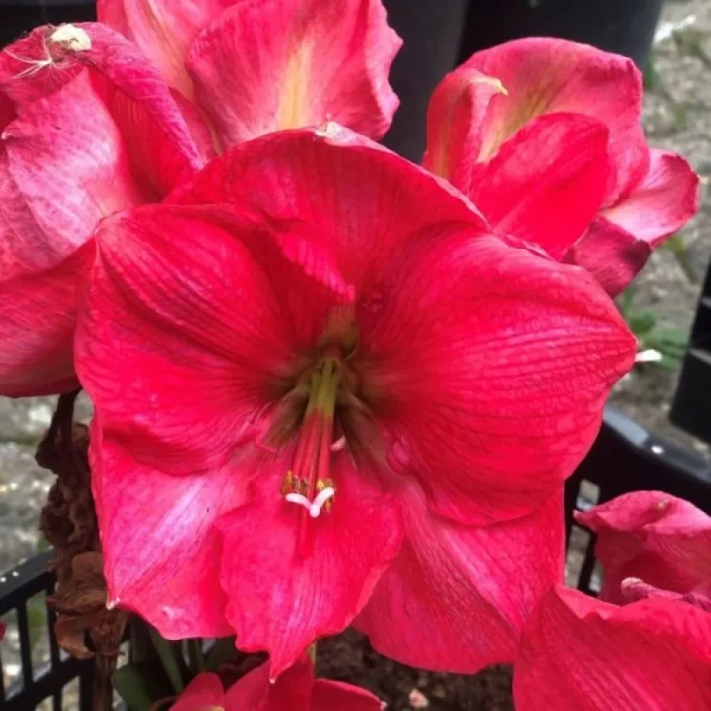 Amarilis Pink Rival (roz)