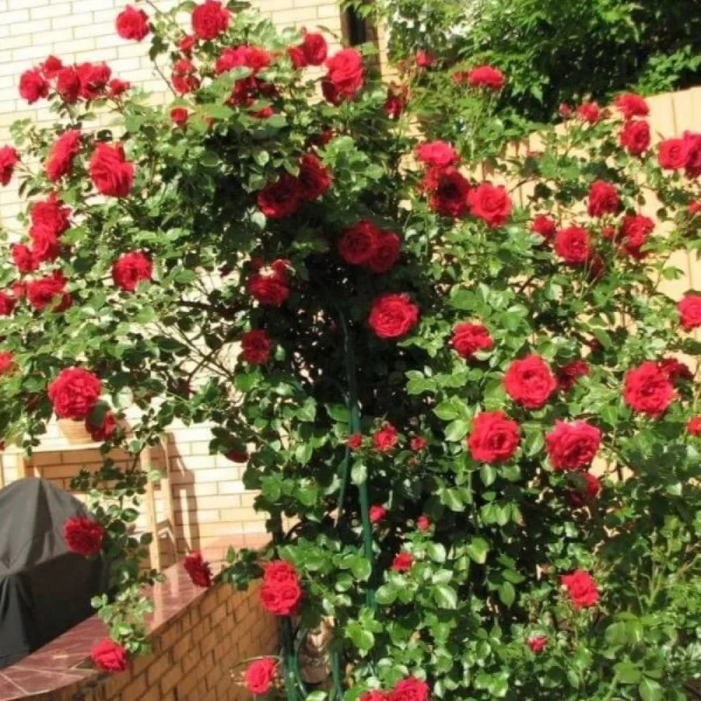 Trandafir Scarlet Reverie (roșu)