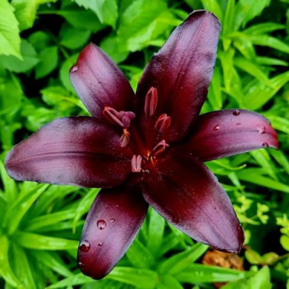 Lilium Nightrider