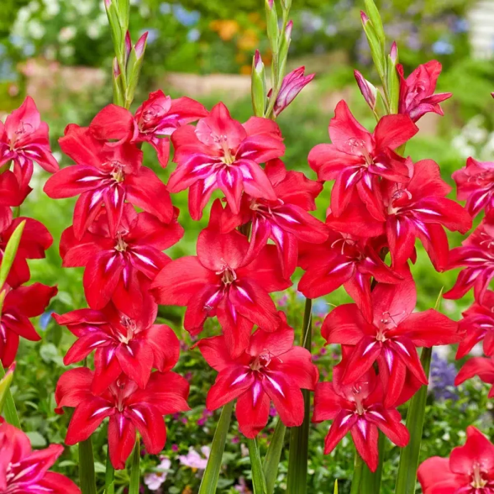 Gladiolă Robinetta (mov)
