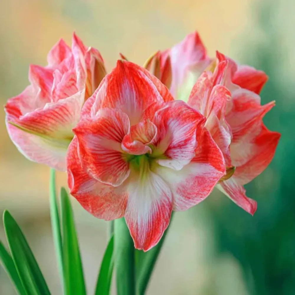 Amarilis Lady Jane (roz)