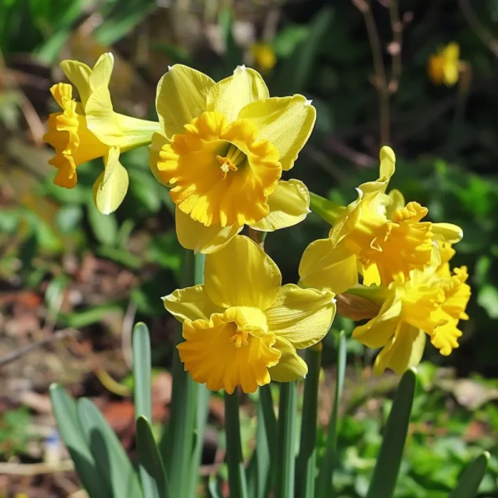 Narcisă Quaill (galbenă)