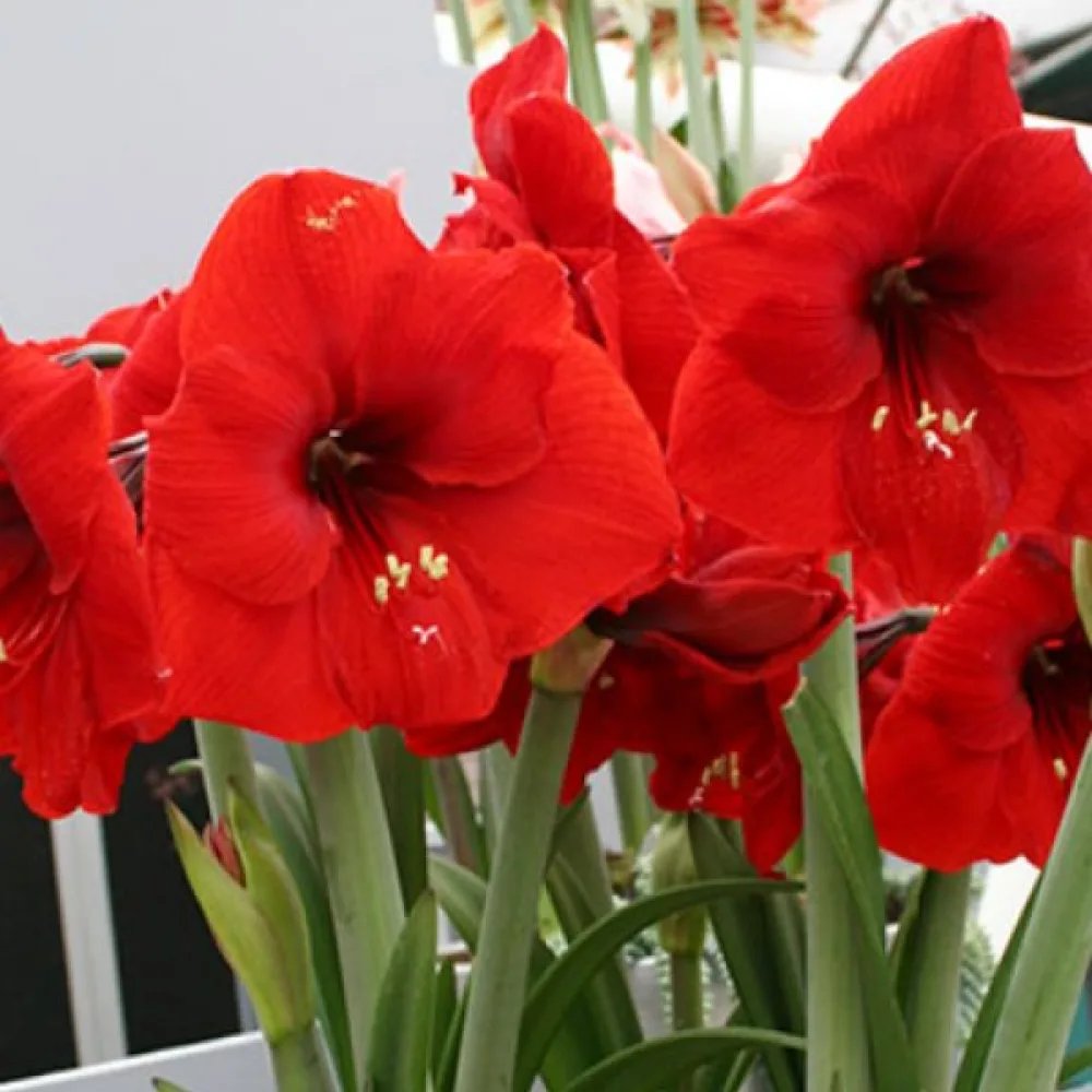Amarilis Red lion (roșu)