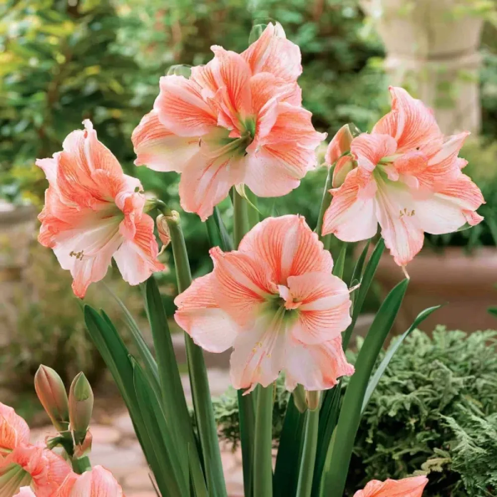Amarilis King Star (piersică)