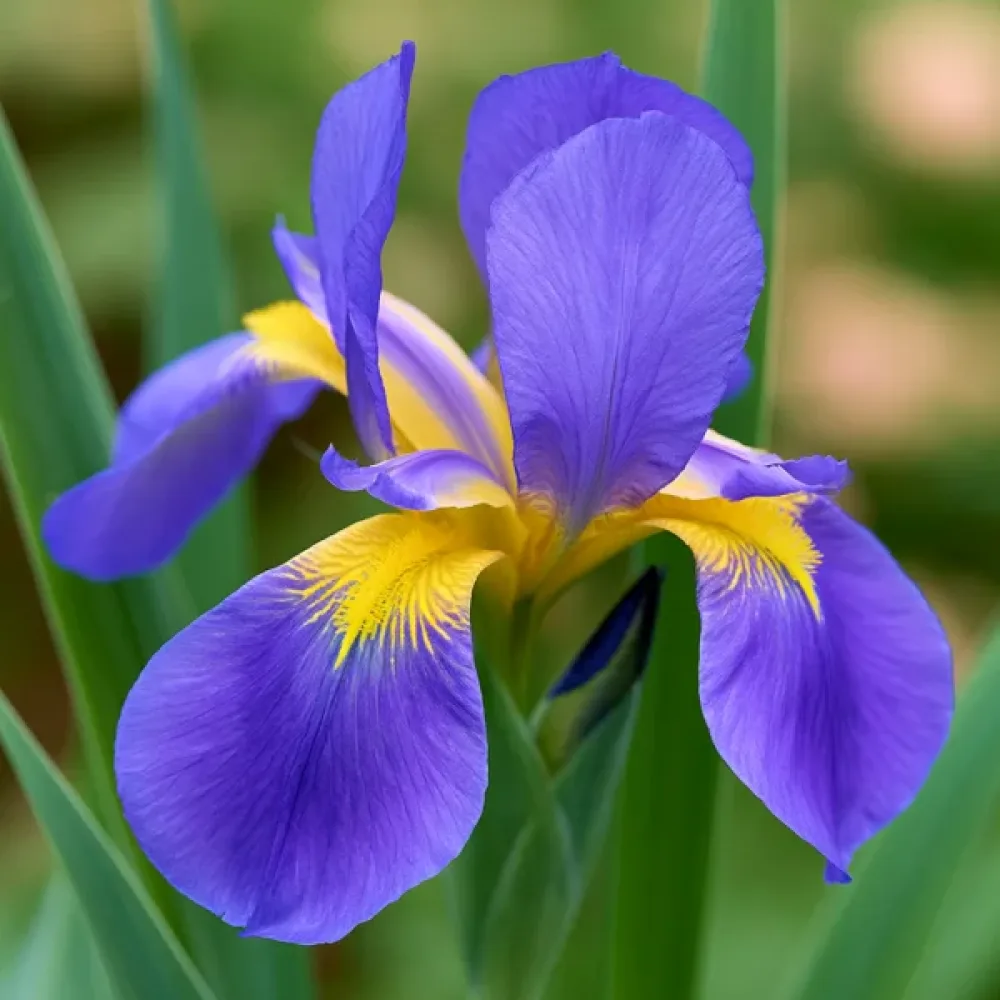 Iris Saphire Beauty Hollandica (safir)