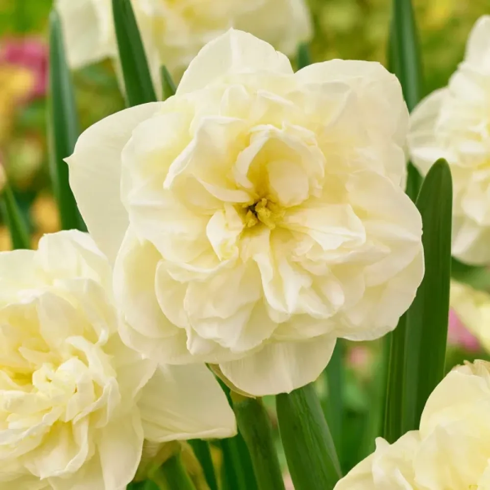 Narcisă Obdam (crem)