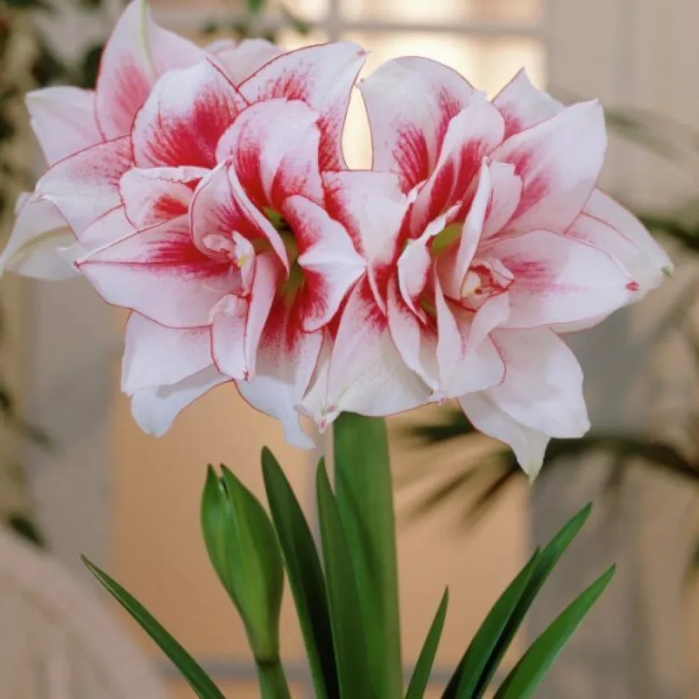 Amarilis Elvas (roz)
