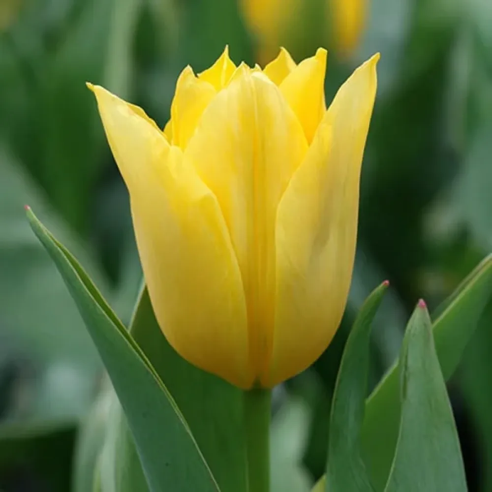 Lalea Yellow Purissima (galbenă)
