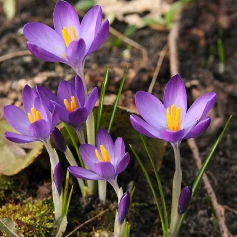 Brândușă tommasinianus Whitewell Purple (mov)
