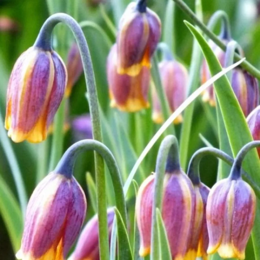Fritillaria Uva Vulpis (galbenă)