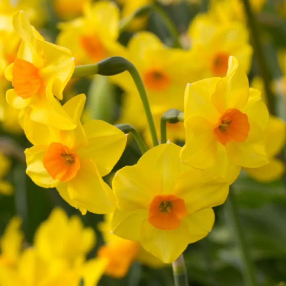 Narcisă Martinette (portocalie)