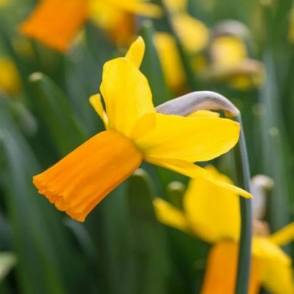 Narcisă Jetfire