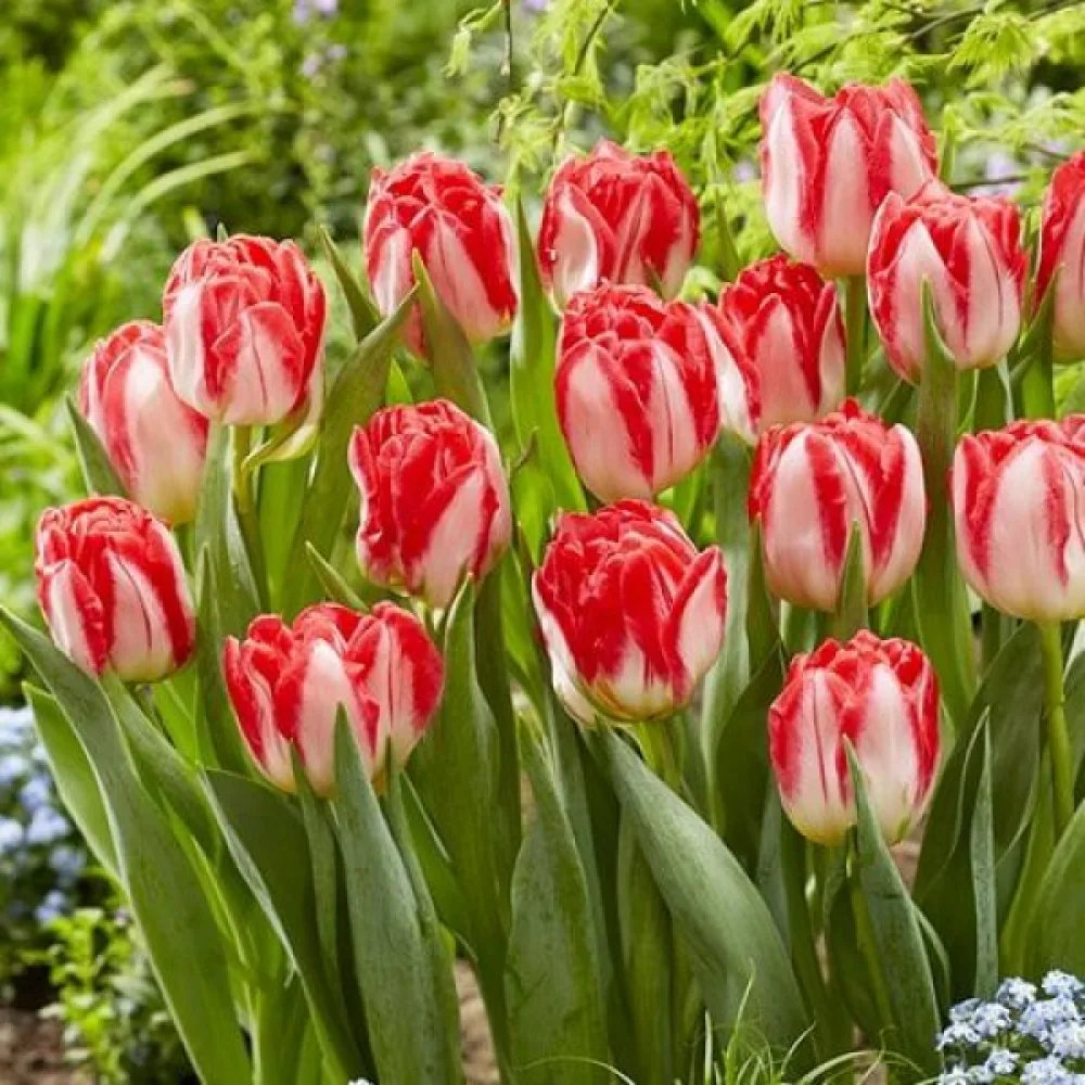 Lalea Pink Delight