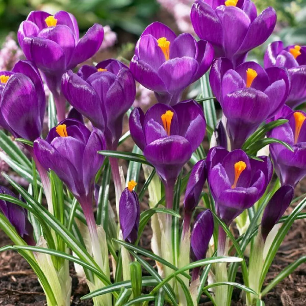 Brândușă Flower Record (mov)