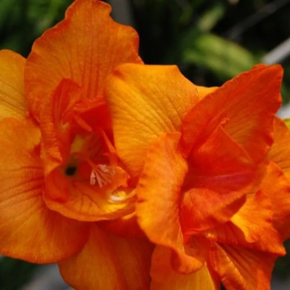 Frezie Double Orange (portocalie involtă)