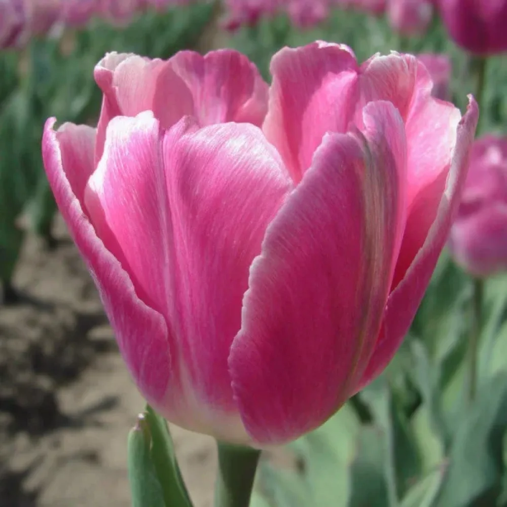 Lalea Jumbo pink (roz)