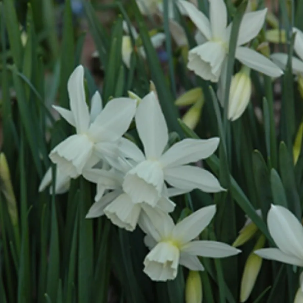 Narcisă Tresamble