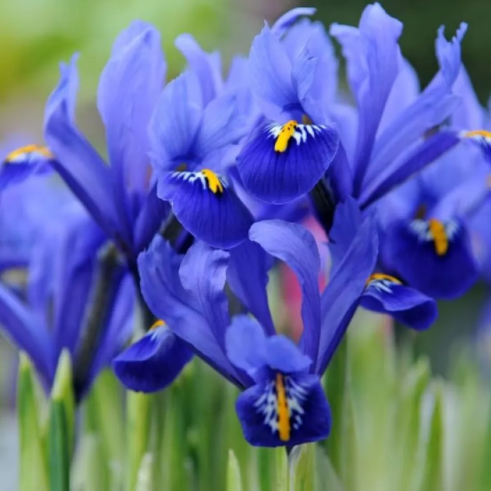Iris Harmony Reticulata (albastru)