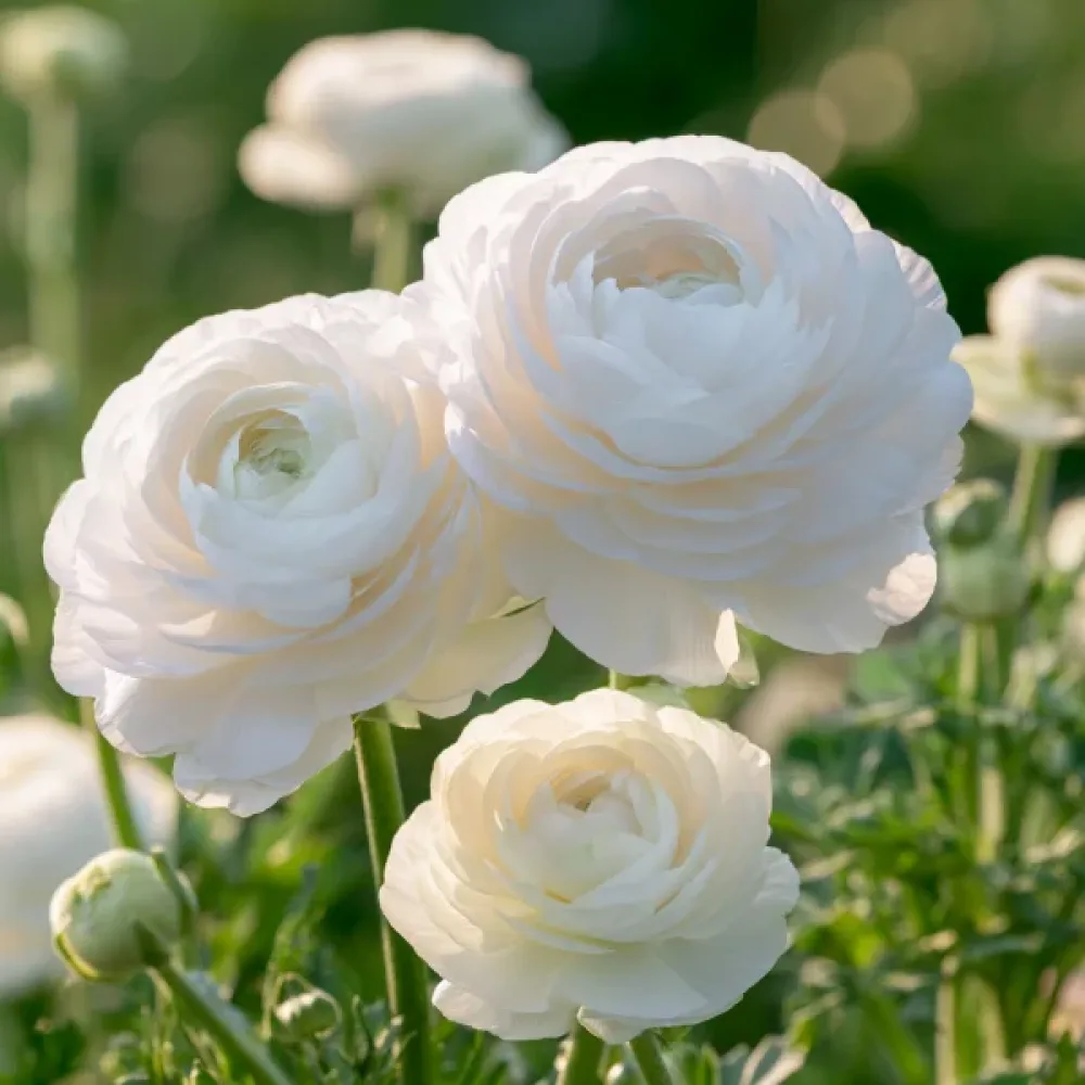 Ranuncul White Tomer (alb)