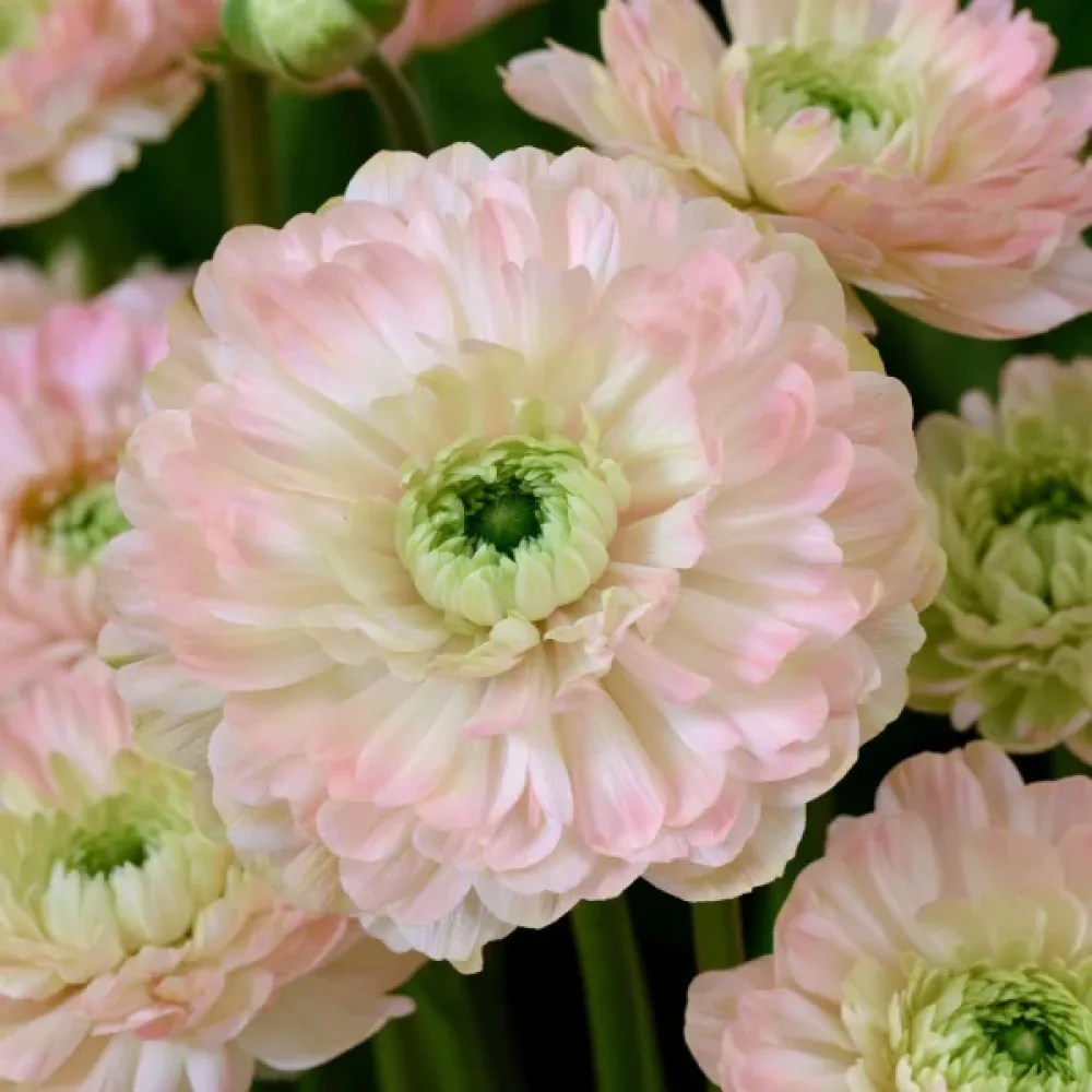 Anemonă Levante Rosa Chiaro Double (roz)