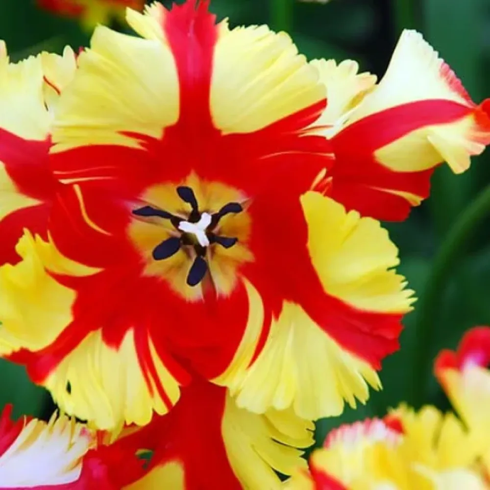 Lalea Flaming Parrot (culoarea focului)