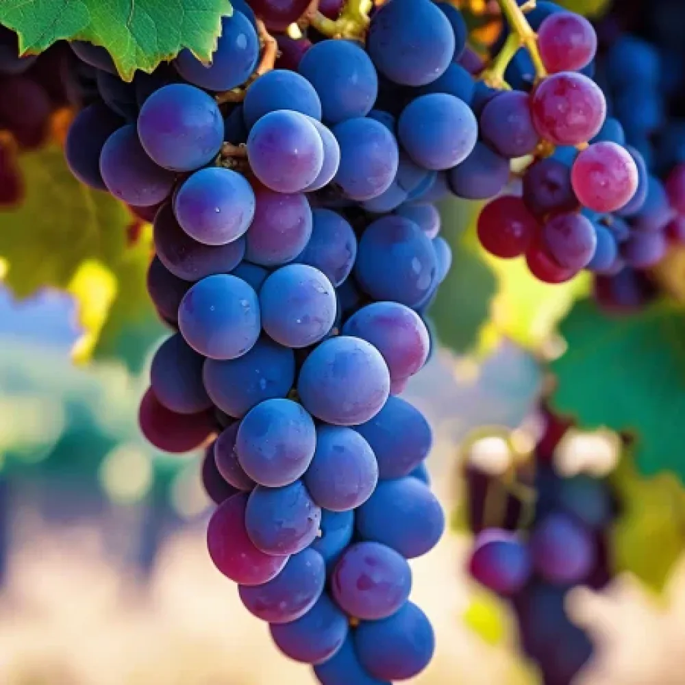 Viță de vie soiul Rubin - struguri roșii de vin - cu coacere mijlocie