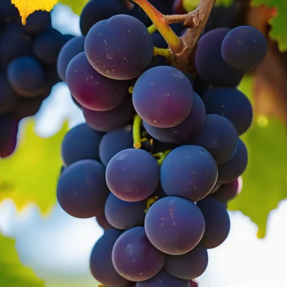Viță de vie soiul Pinot Noir, roșu de vin - timpuriu