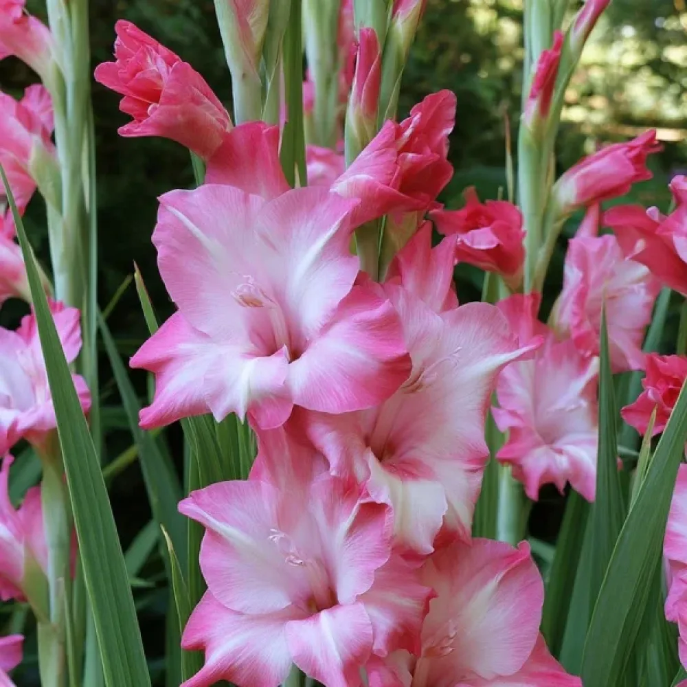 Gladiolă Elvira Nanus (roșie)