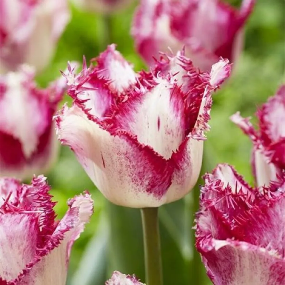 Lalea Passion Play