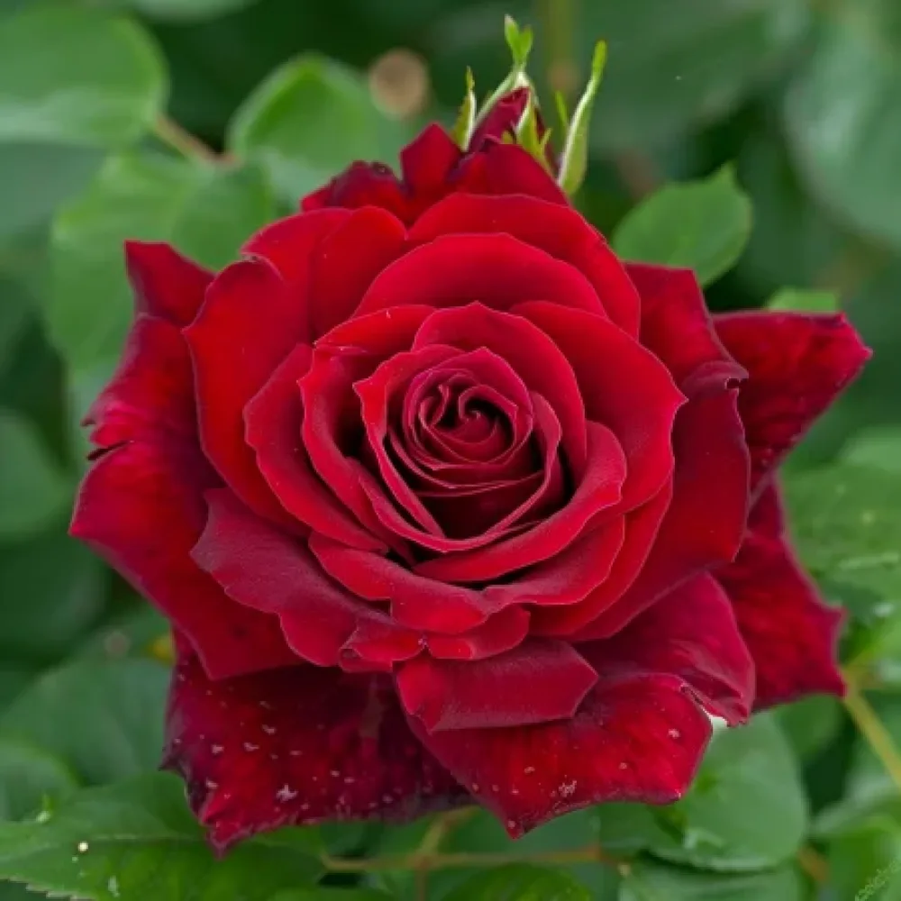 Trandafir Harfa Înfloririi de Seară - cu rădăcină nudă