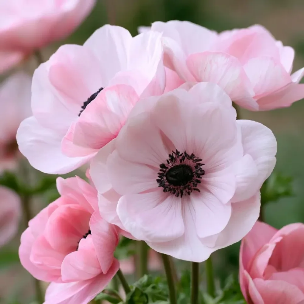 Anemonă Mistral Rosa Chiaro (roz)
