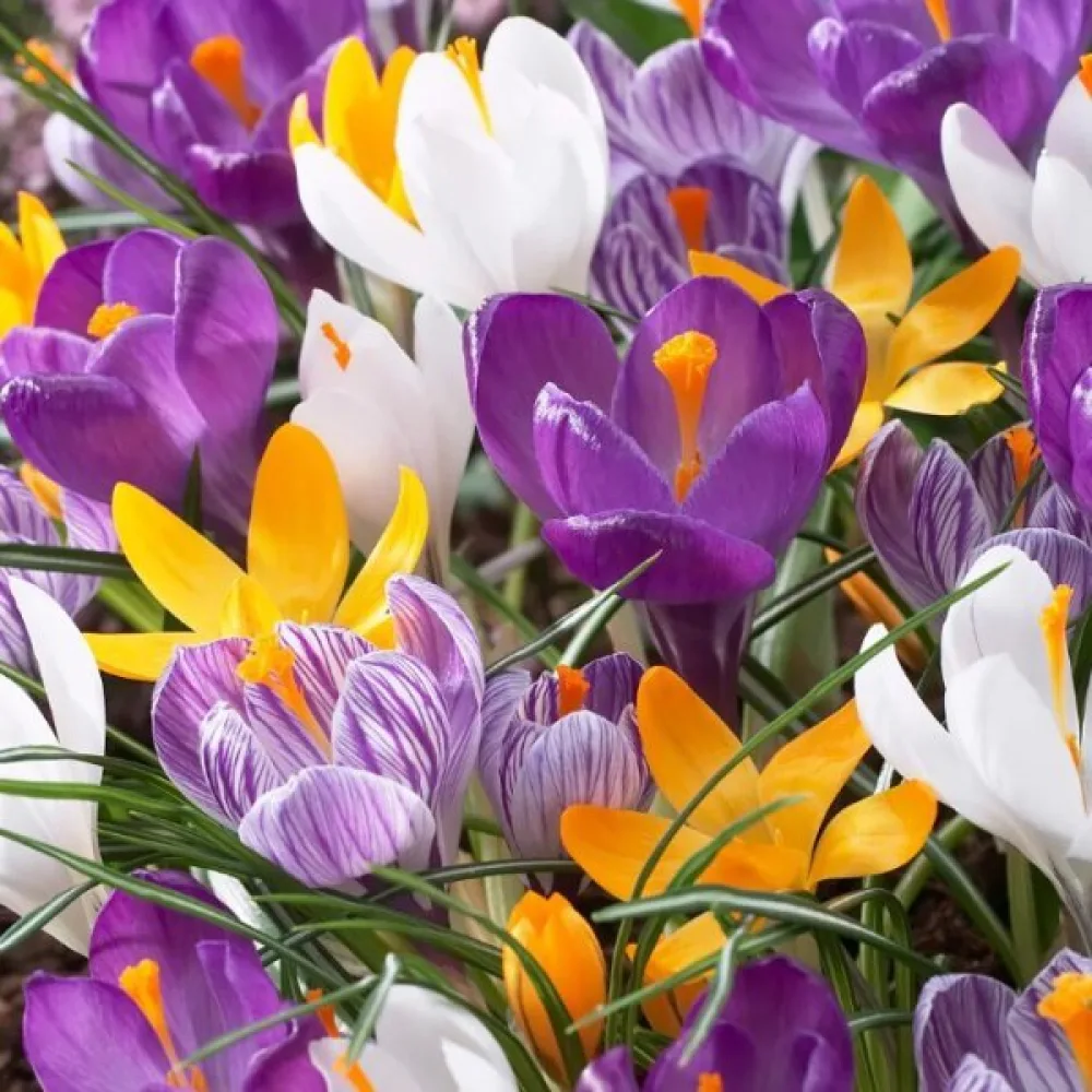 Brândușă large flowering mix (amestec cu flori mari)