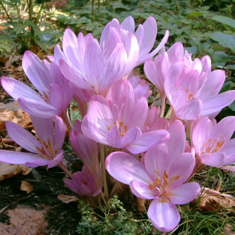 Colchicum Byzantinum