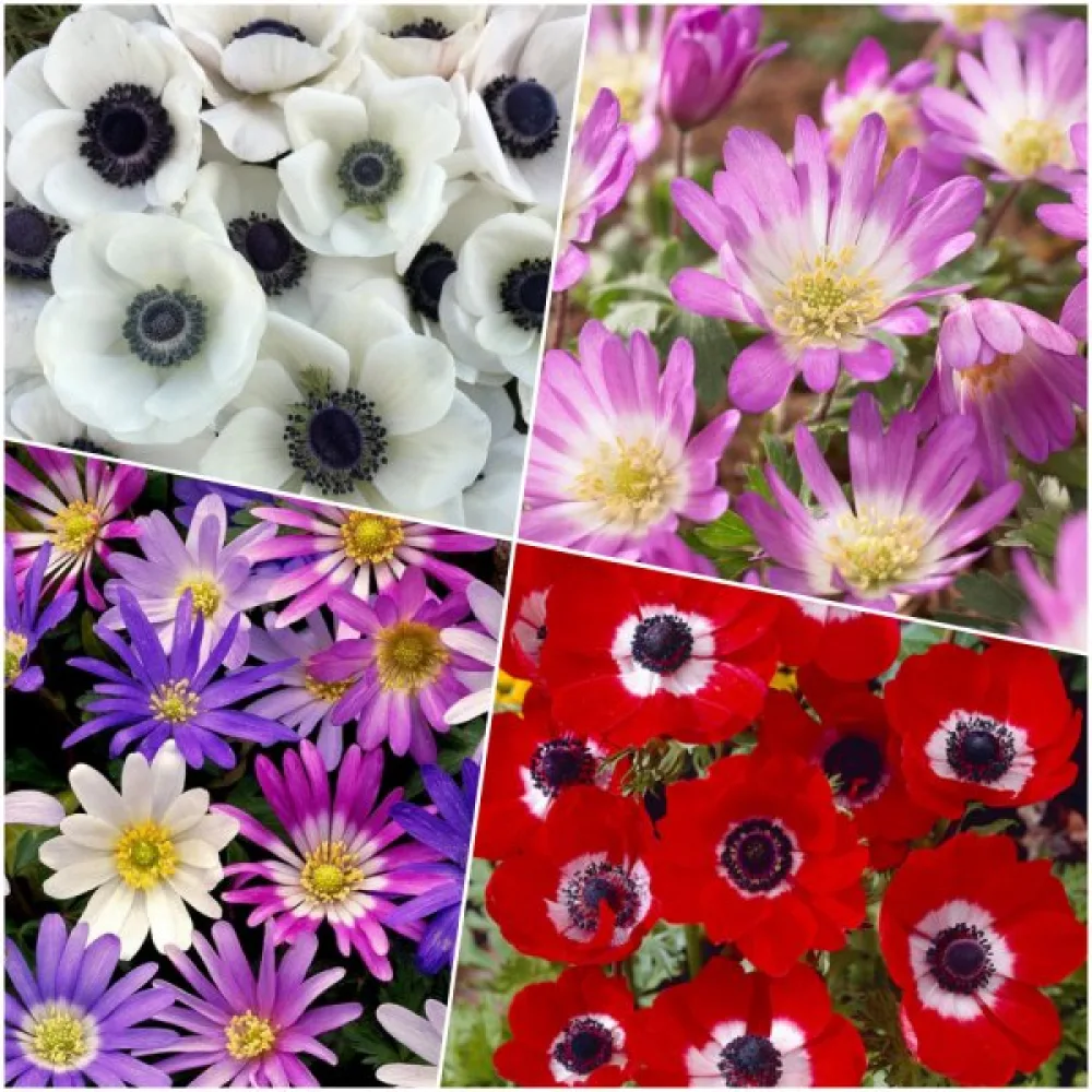 Anemonă MIX (amestec multicolor)