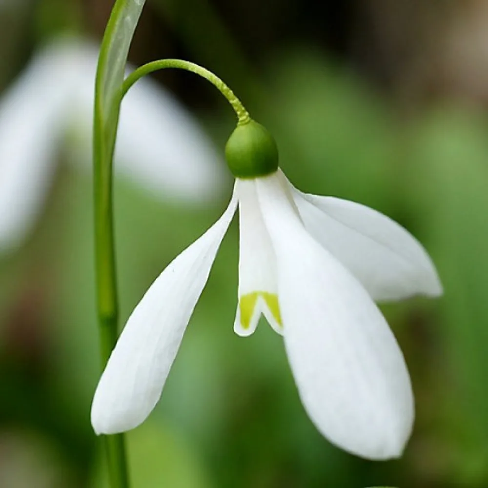 Ghiocel Woronowii (alb)