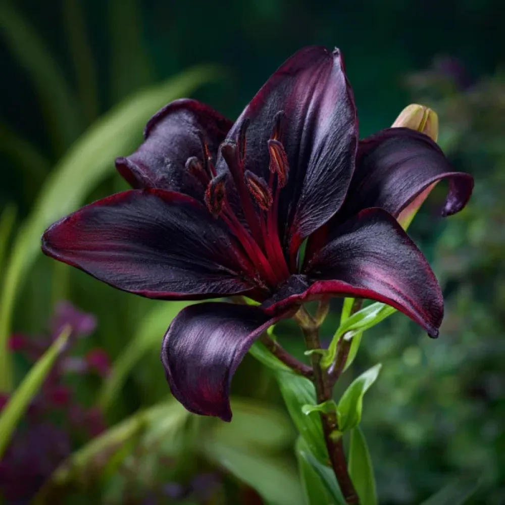 Lilium Blacklist