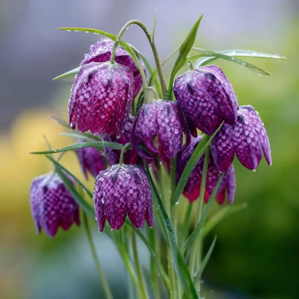Fritillaria Meleagris mixed (amestec în carouri)