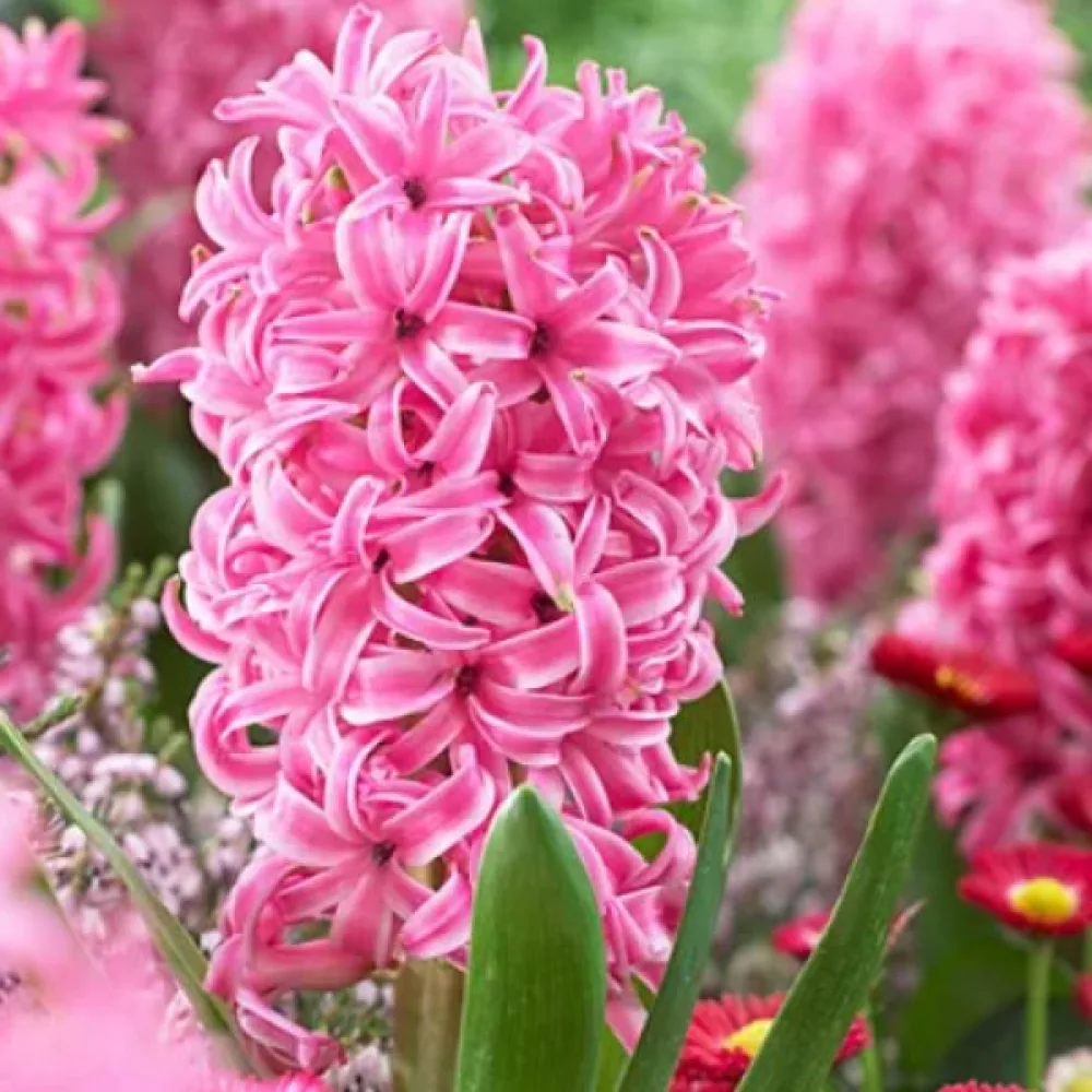 Zambilă Pink Pearl (roz)