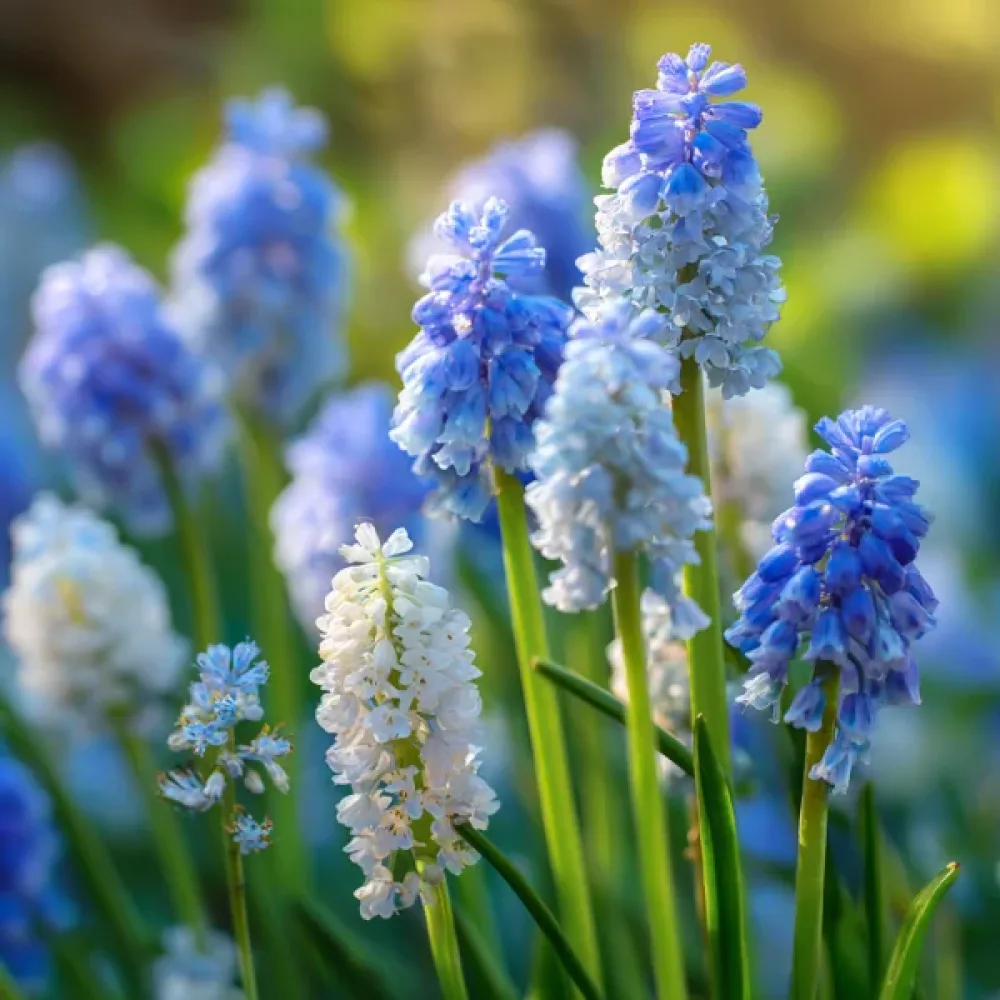 Muscari Cool Blues