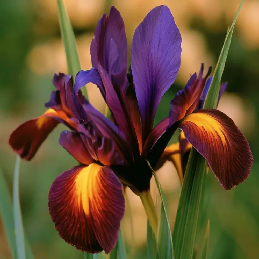 Iris Valentine Hollandica (închis la culoare)
